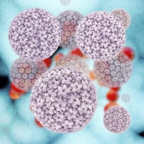 móilíní papillomavirus daonna